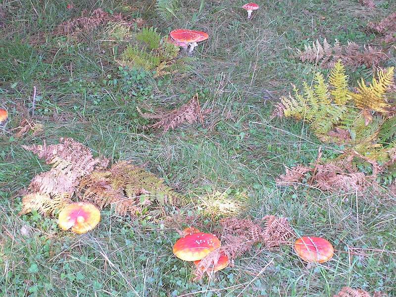 ...ieri in faggeta